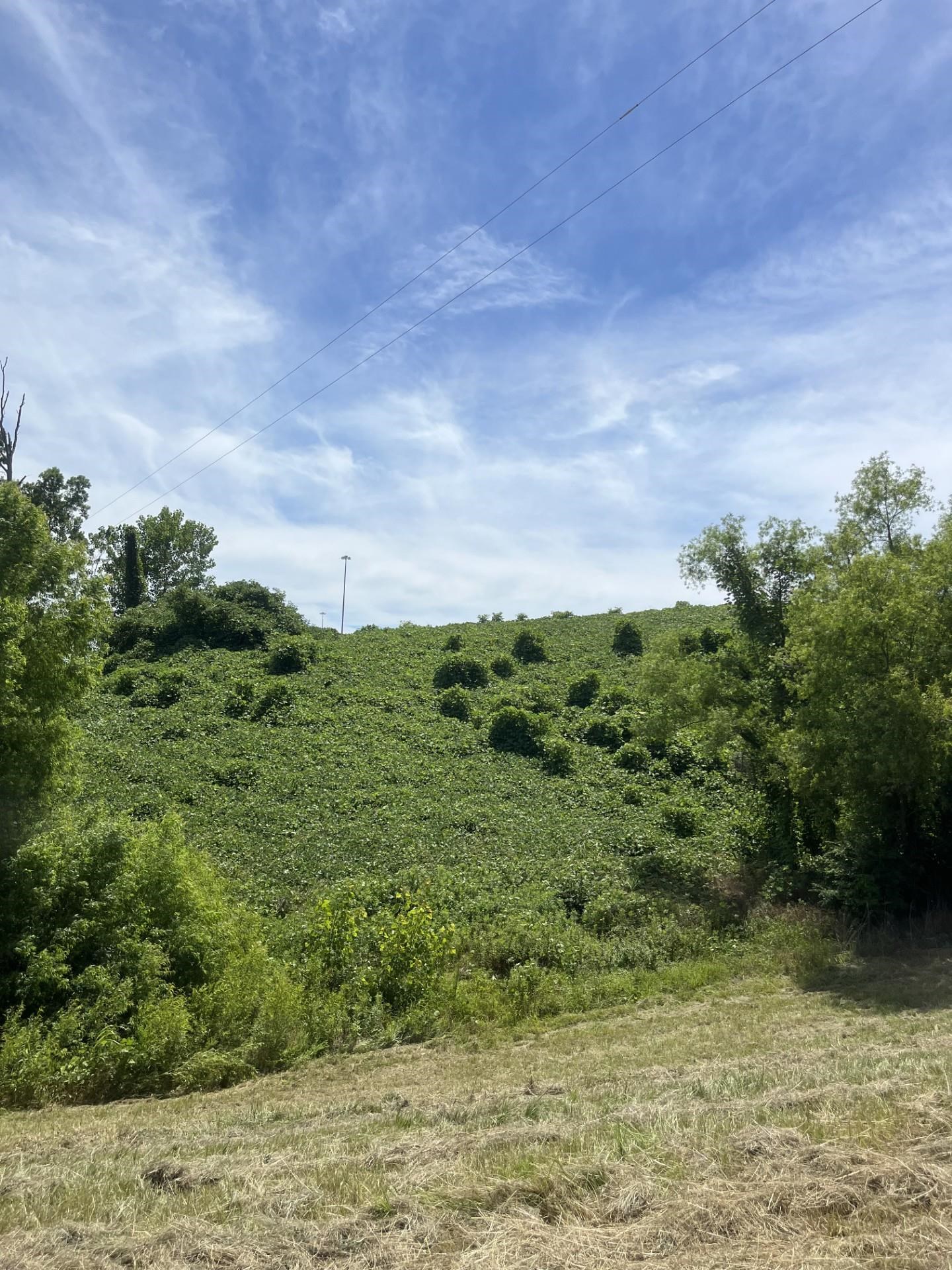 a view of a green field