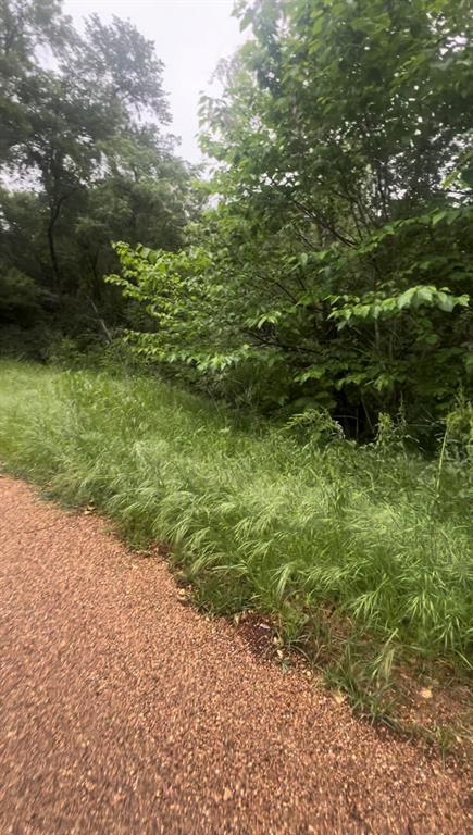 a view of a yard with plants and large trees