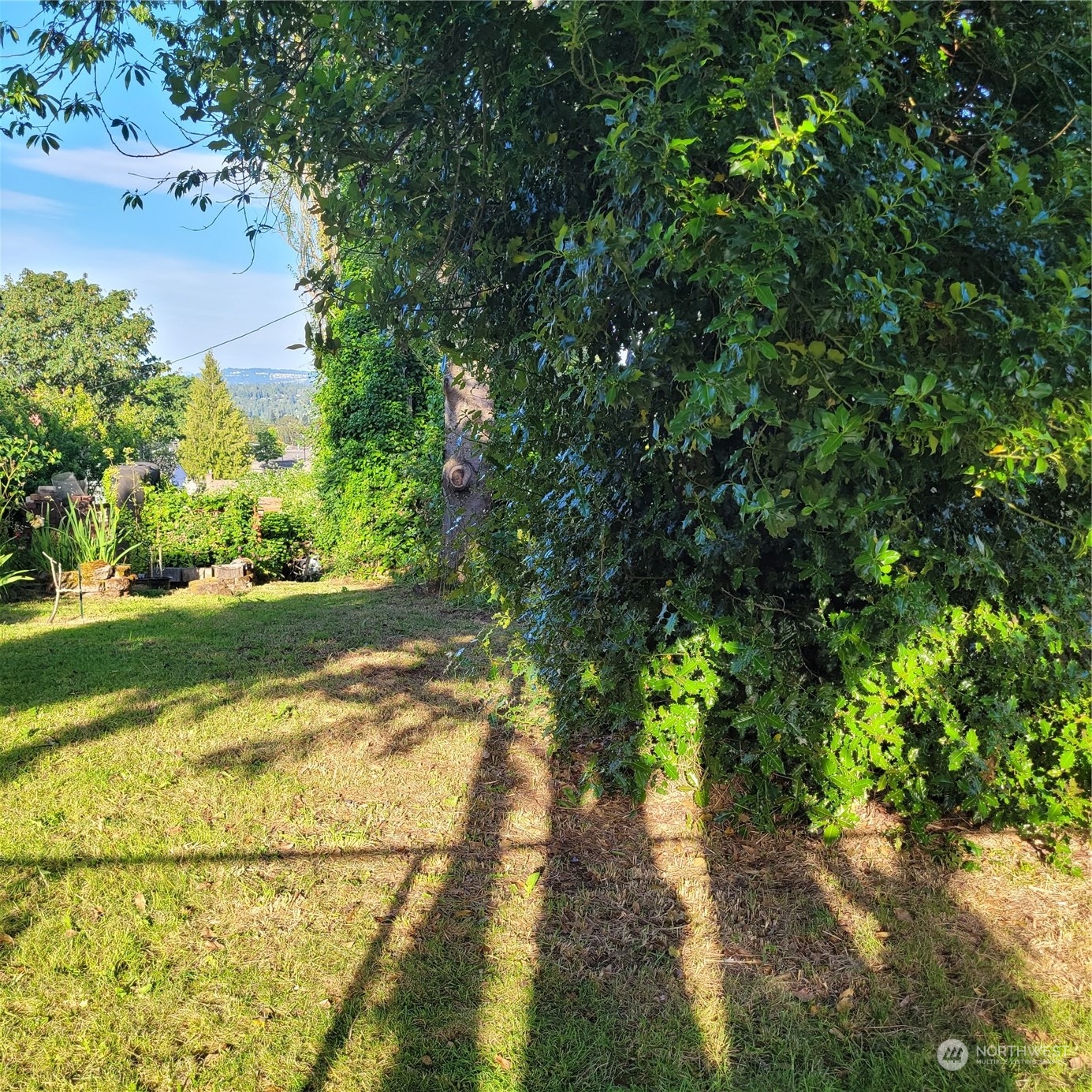 a view of a yard with plants and large trees