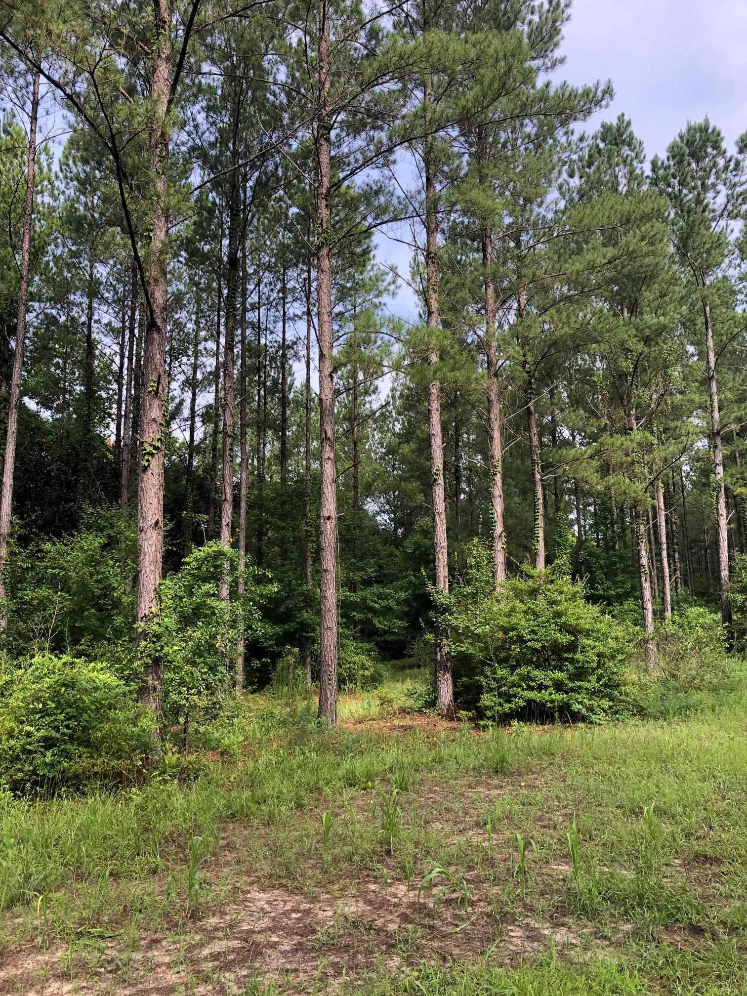 a view of backyard with green space