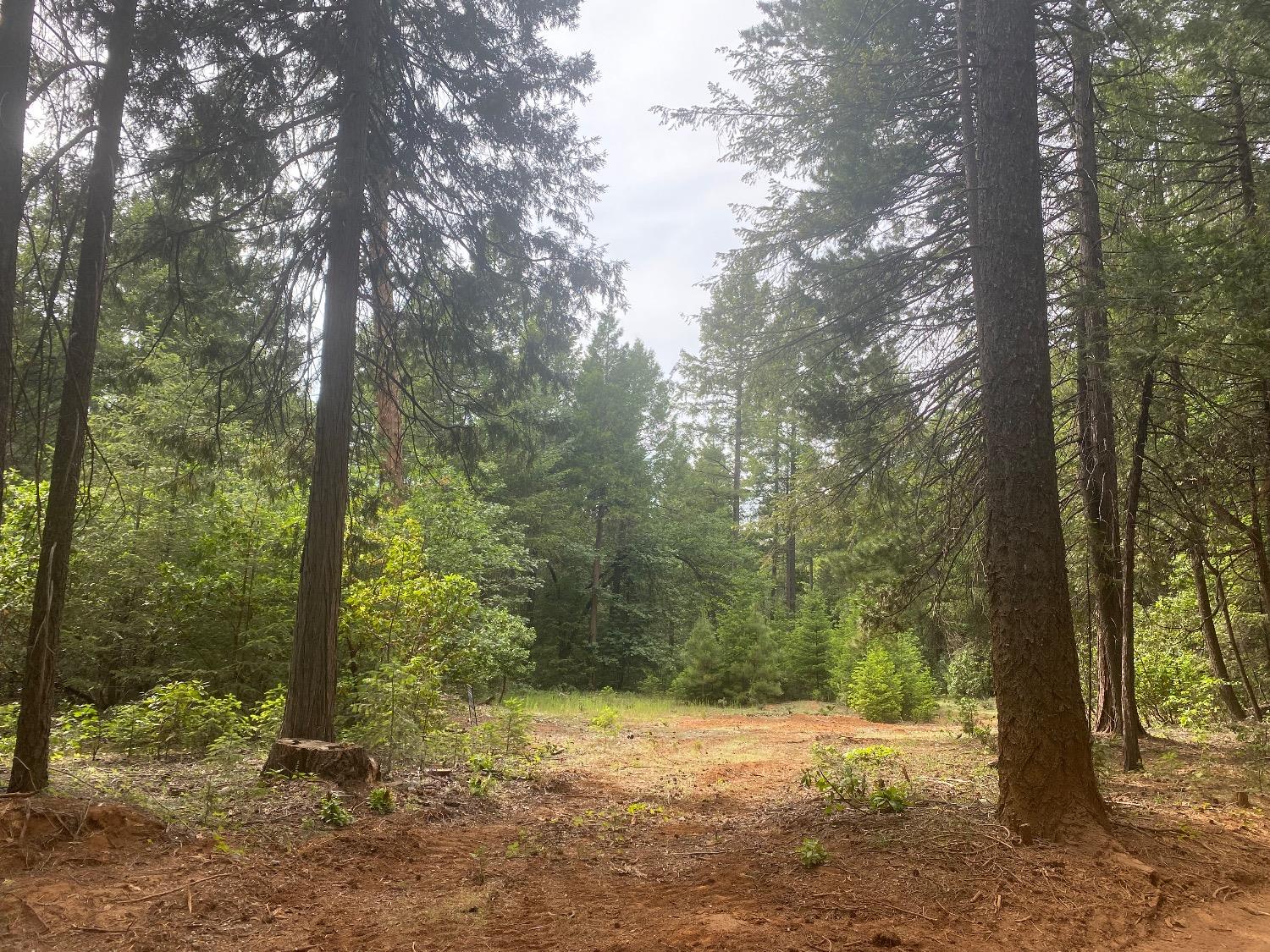 a view of a yard with trees