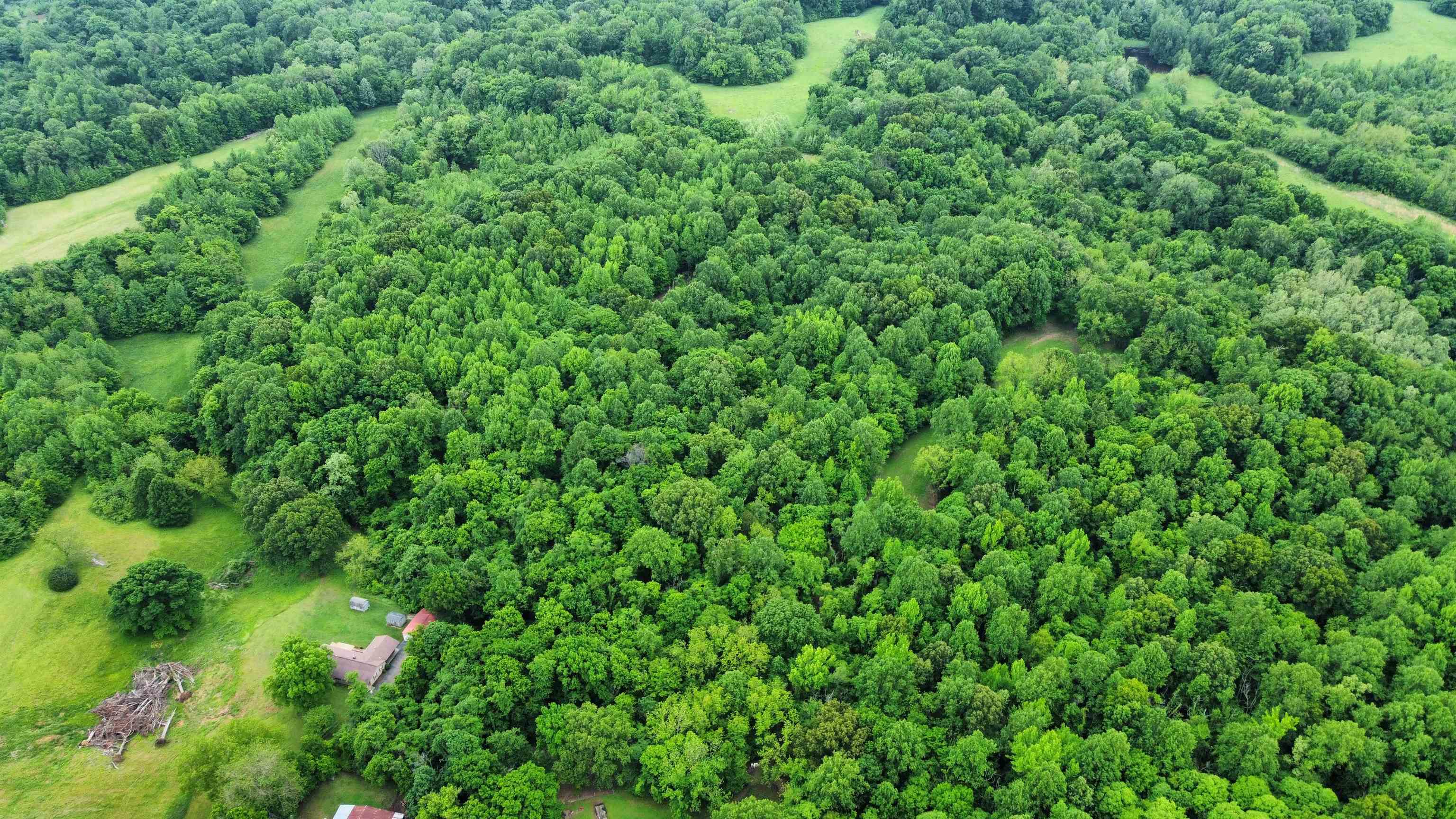 a view of a lush green forest with lots of trees