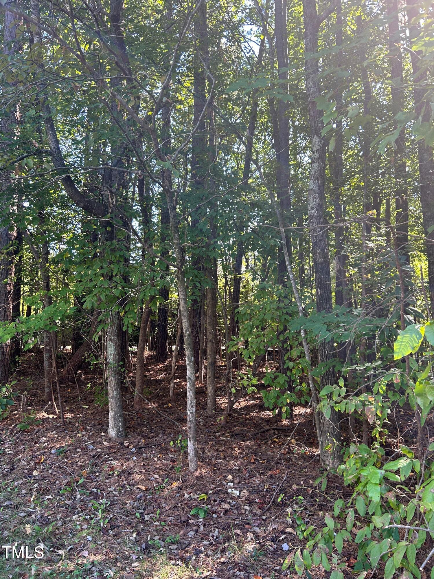 a view of a forest filled with trees