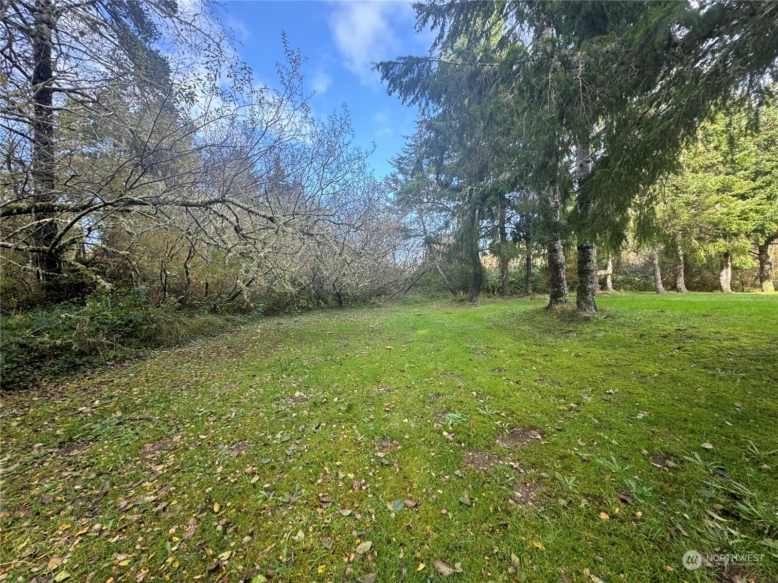 a view of a grassy field with trees