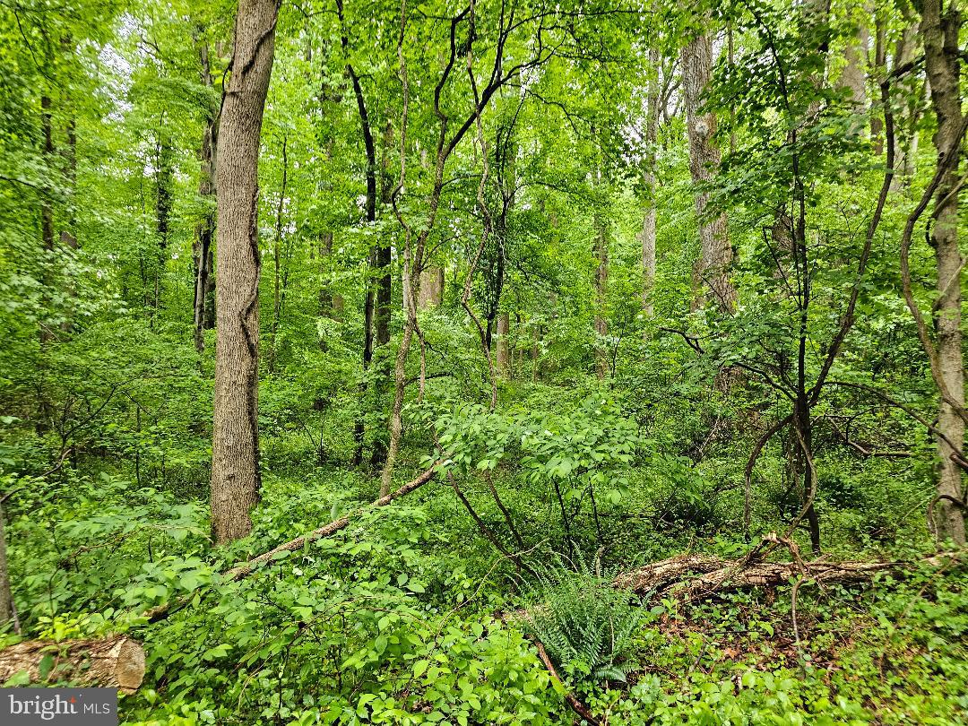 a view of a lush green forest