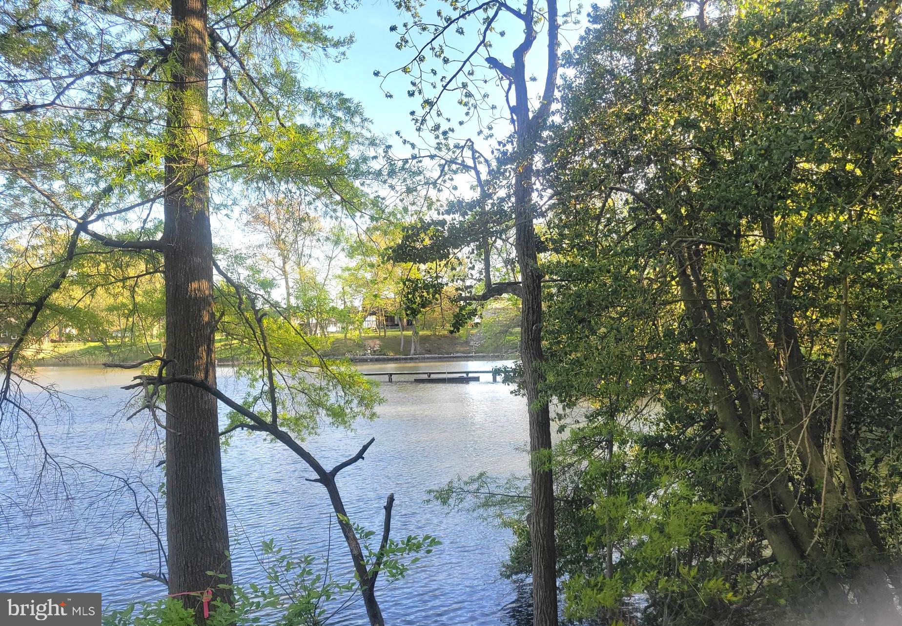 a view of tree covered with tall trees