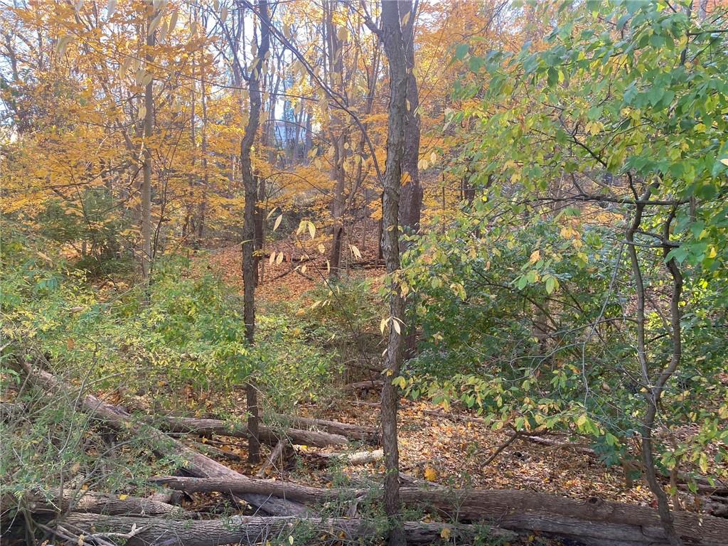 a view of forest