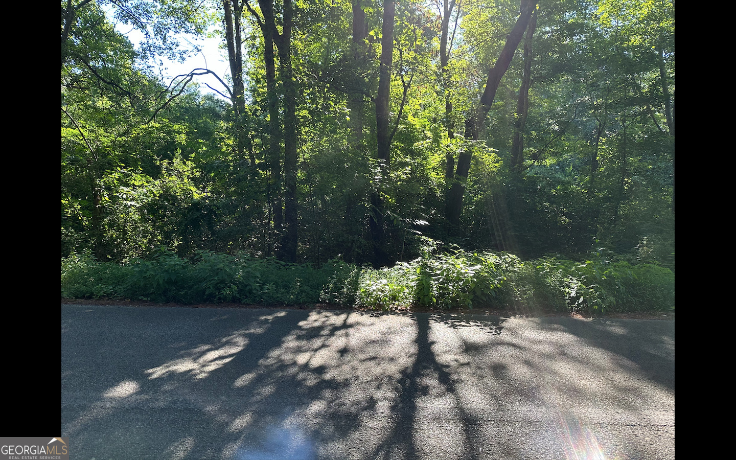 a view of a forest filled with trees