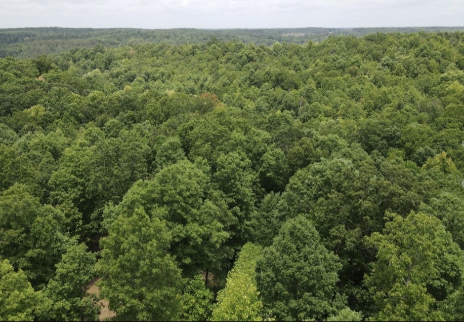 a view of a green field with lots of trees