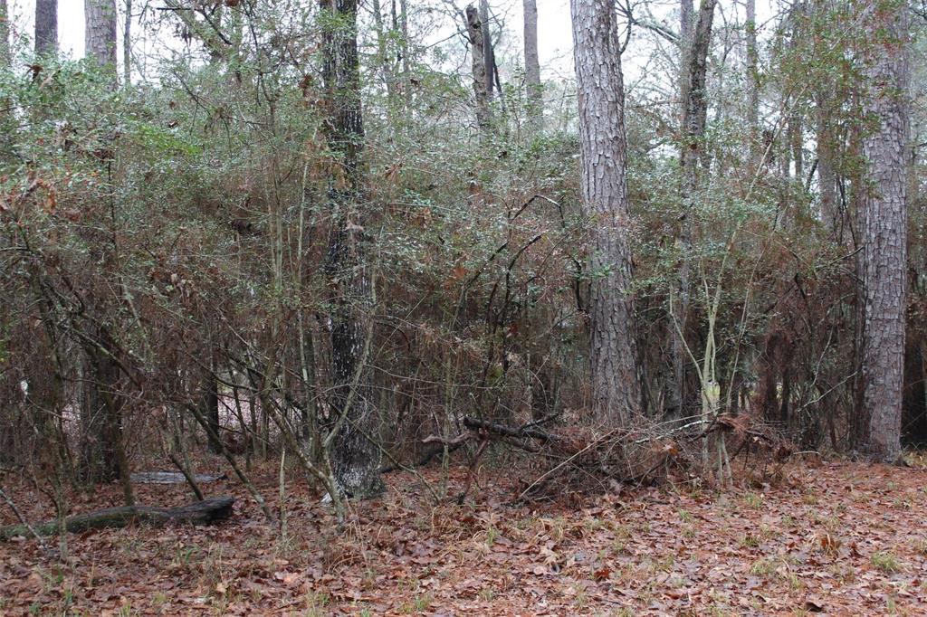 a view of a forest with trees in the background