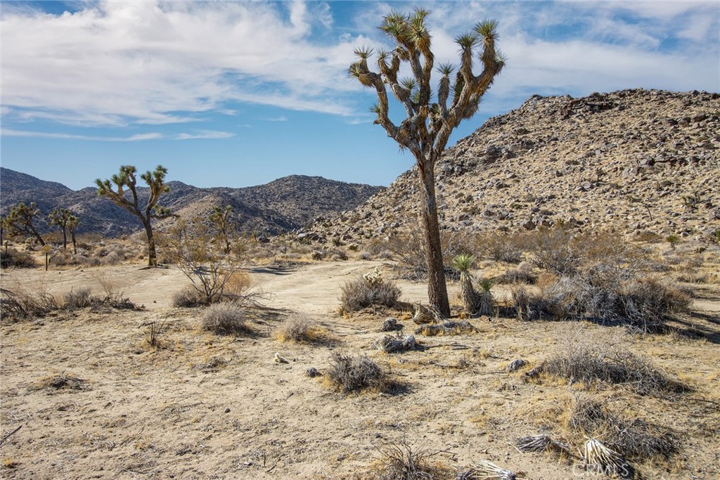 a view of a dry yard with trees