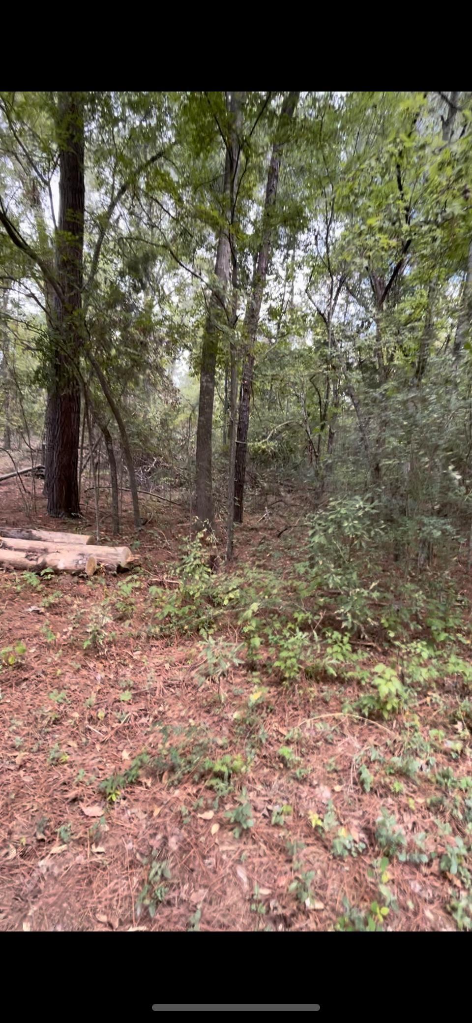 a view of a tree in the middle of a yard