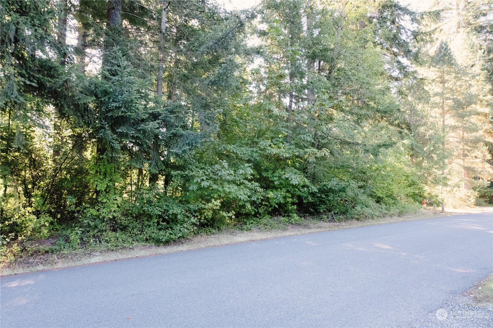 a view of a forest with a street