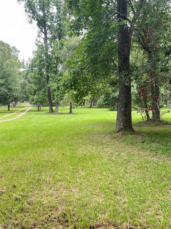 a view of a field with a tree