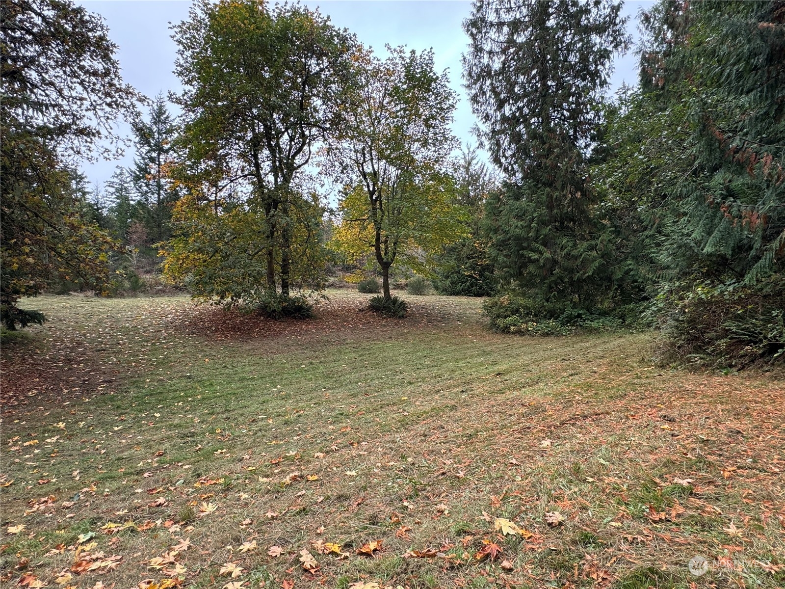 a view of a yard with a tree