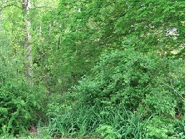 a view of a lush green space