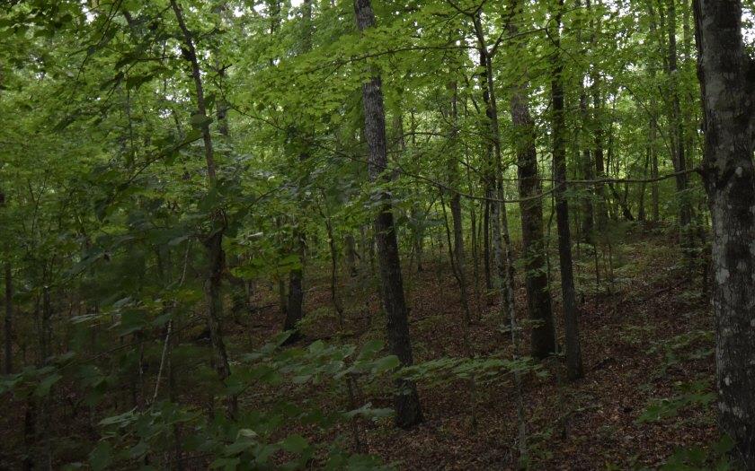 a view of a forest with a tree