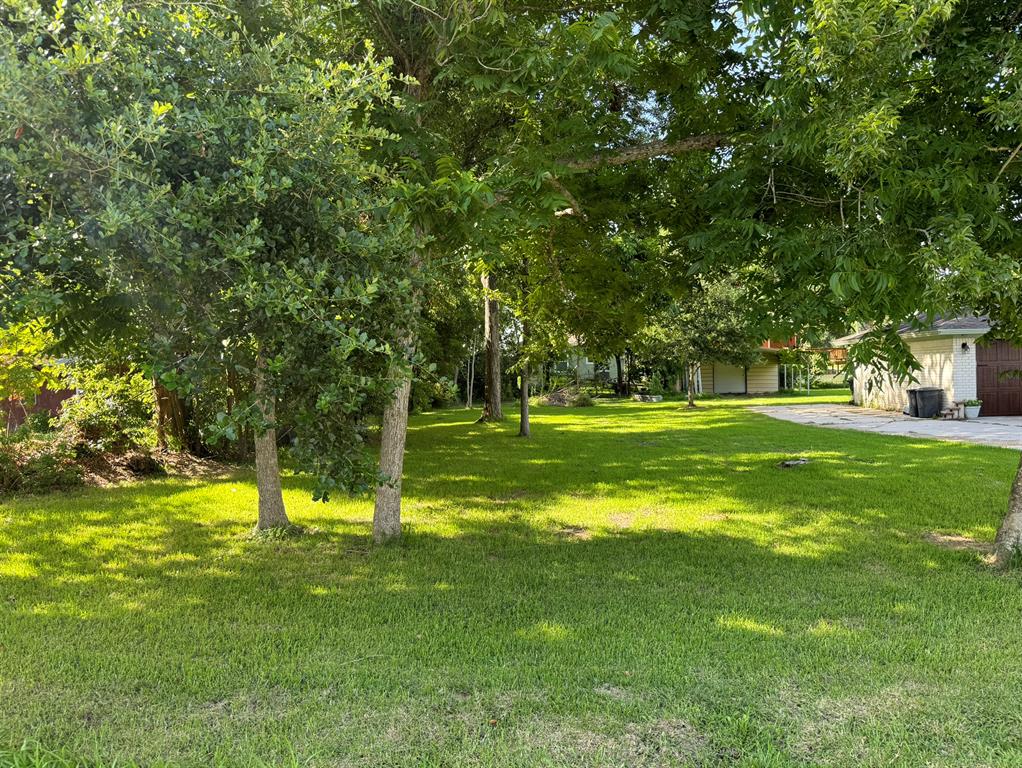 a view of a park with large trees