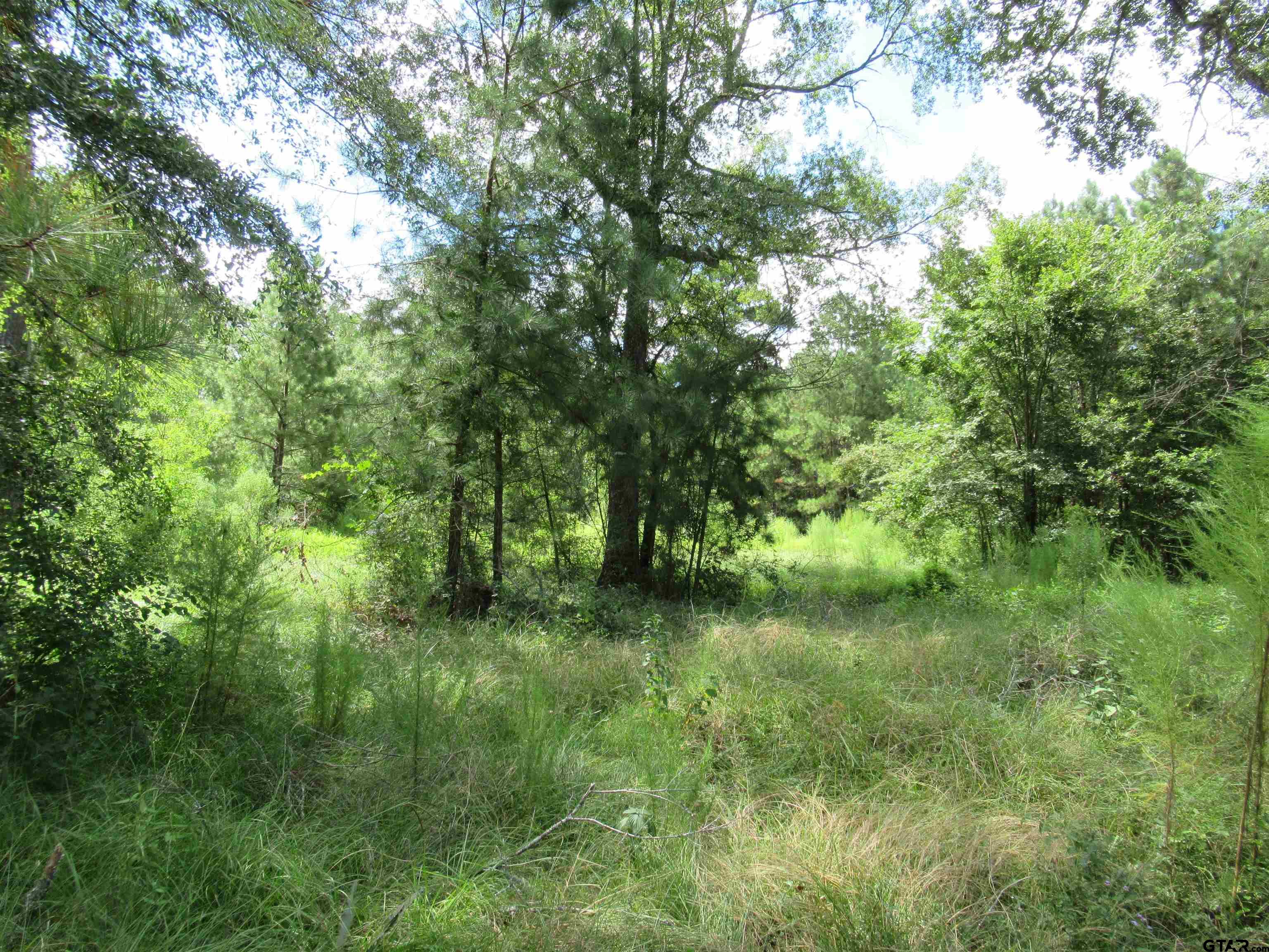 a view of a lush green space