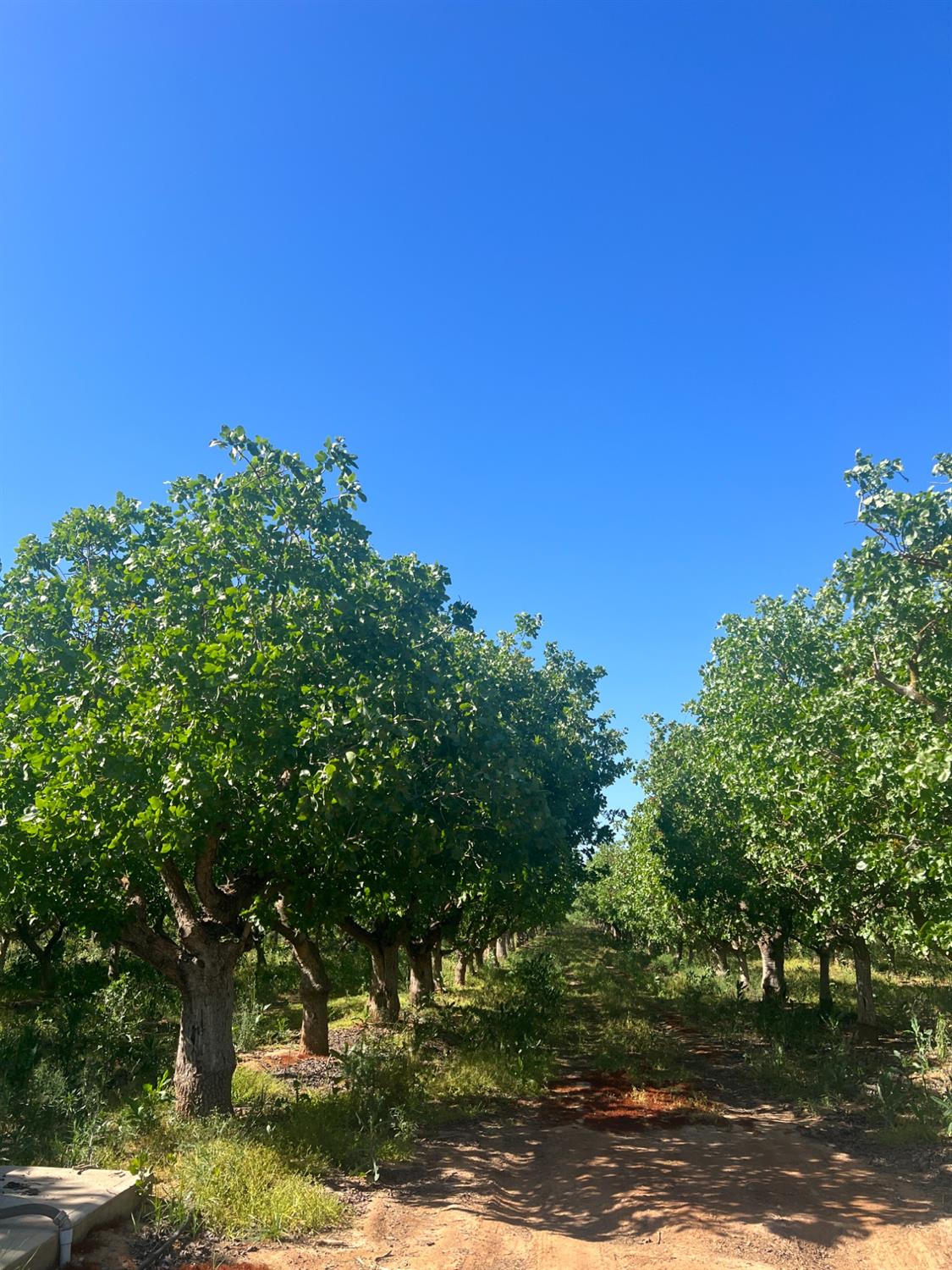 a view of a large yard with plants and large trees