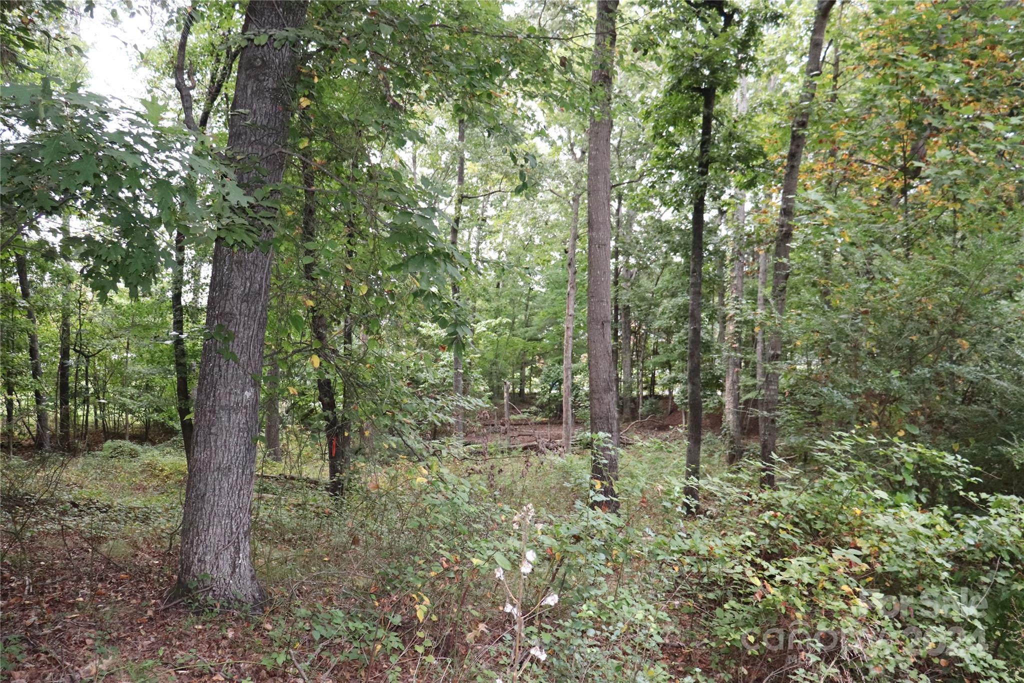 a big yard with lots of green space and trees