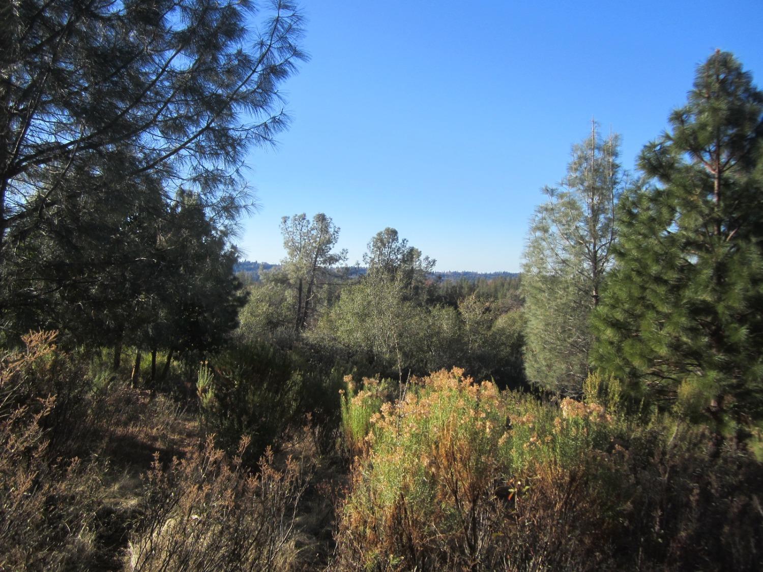 a view of a forest with a tree in the background