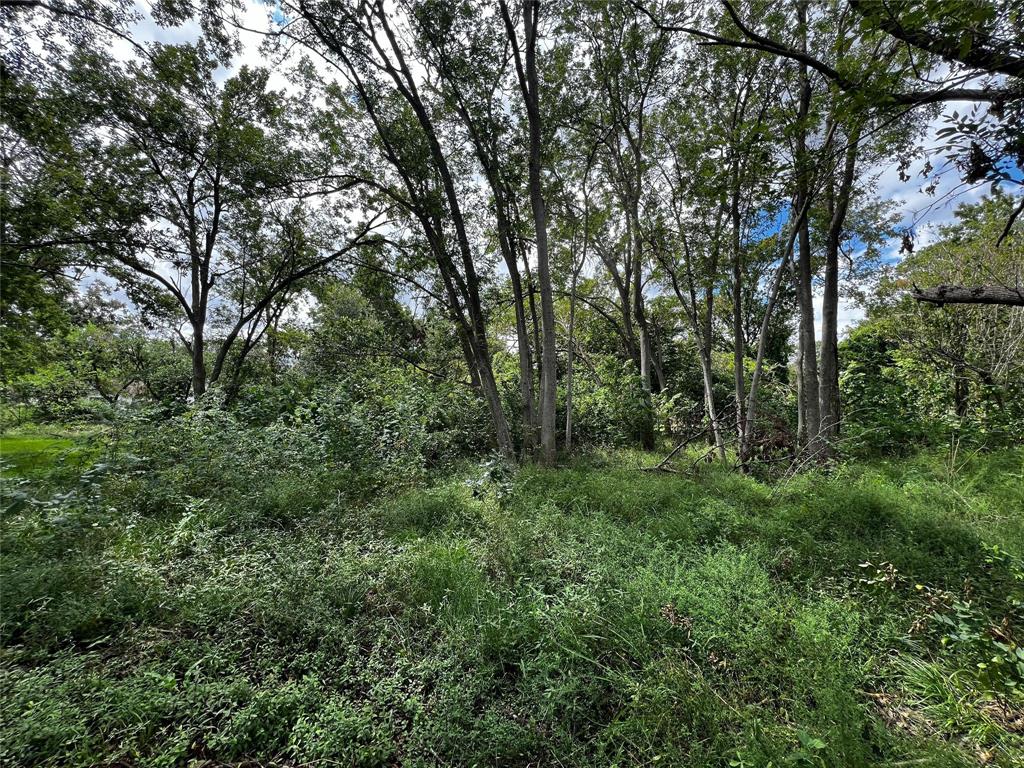 a view of a lush green forest