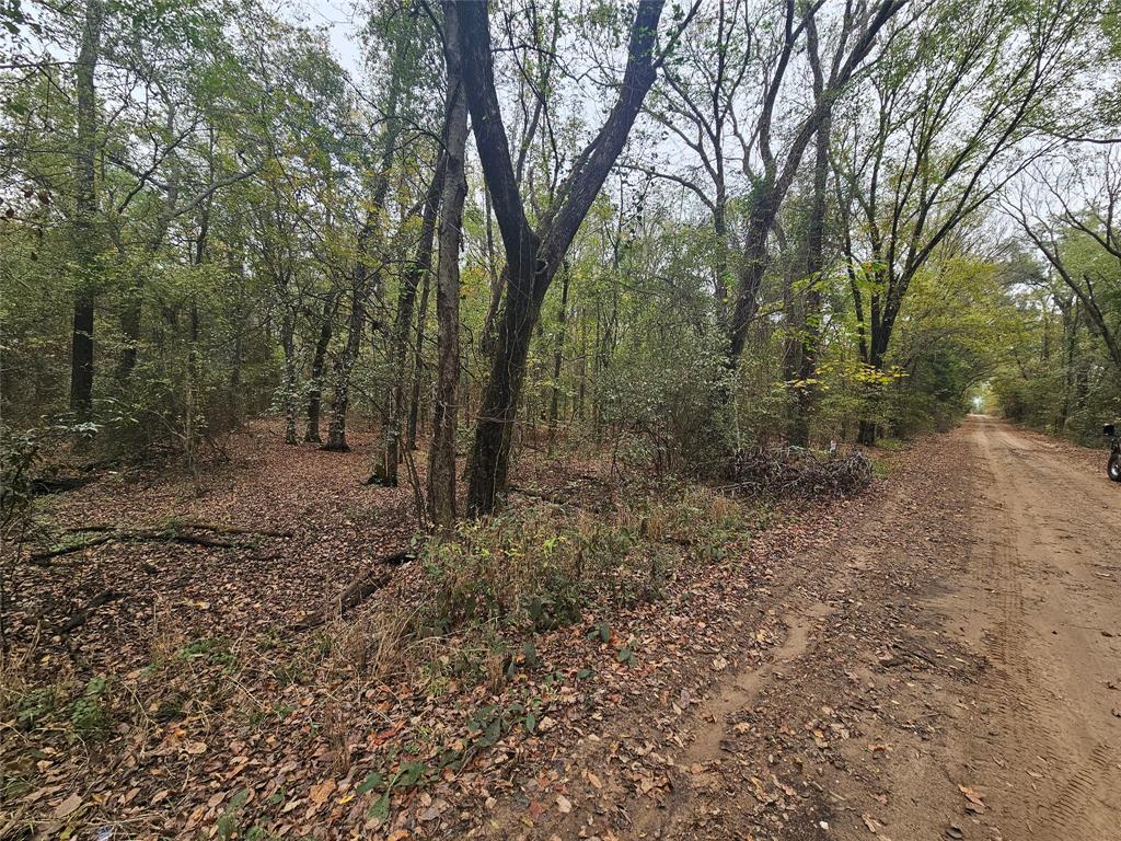 a view of a forest with trees in the background