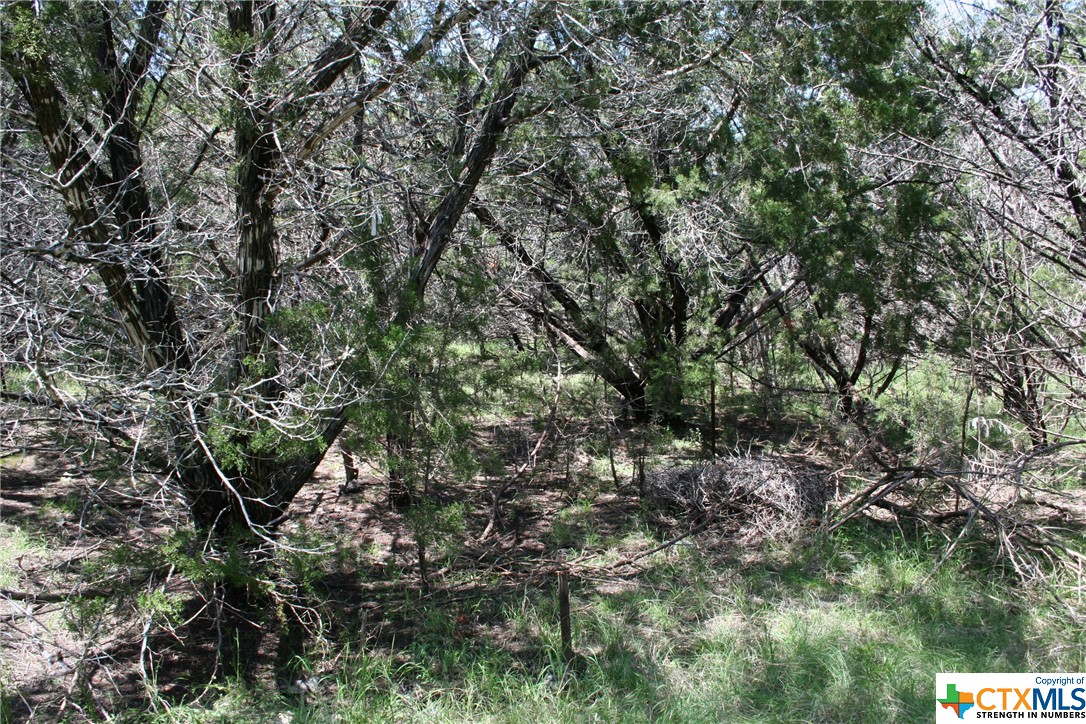 a view of a tree in a forest