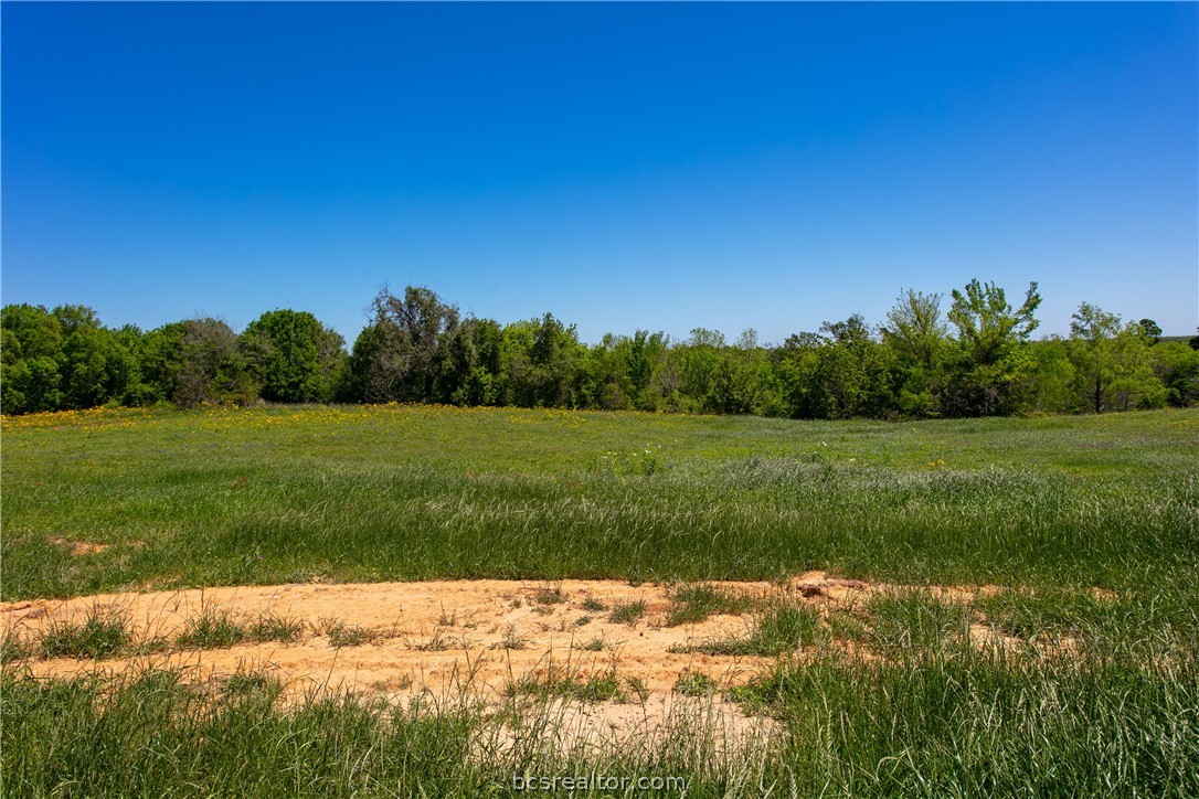 a view of a grassy field with trees in the background