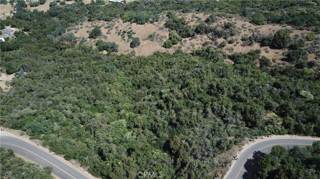 a view of a forest with a street