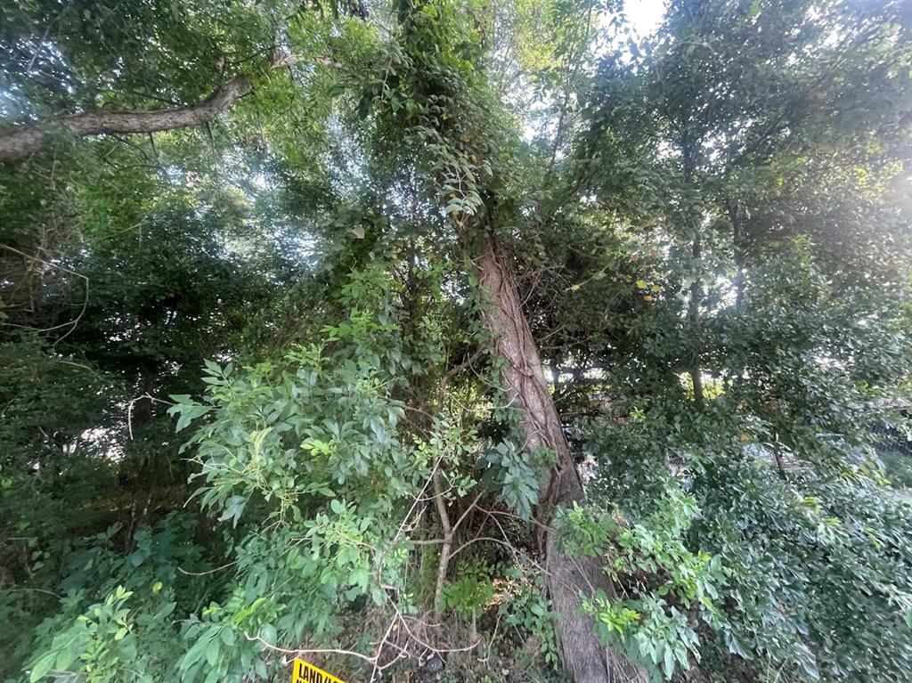 a view of a lush green forest