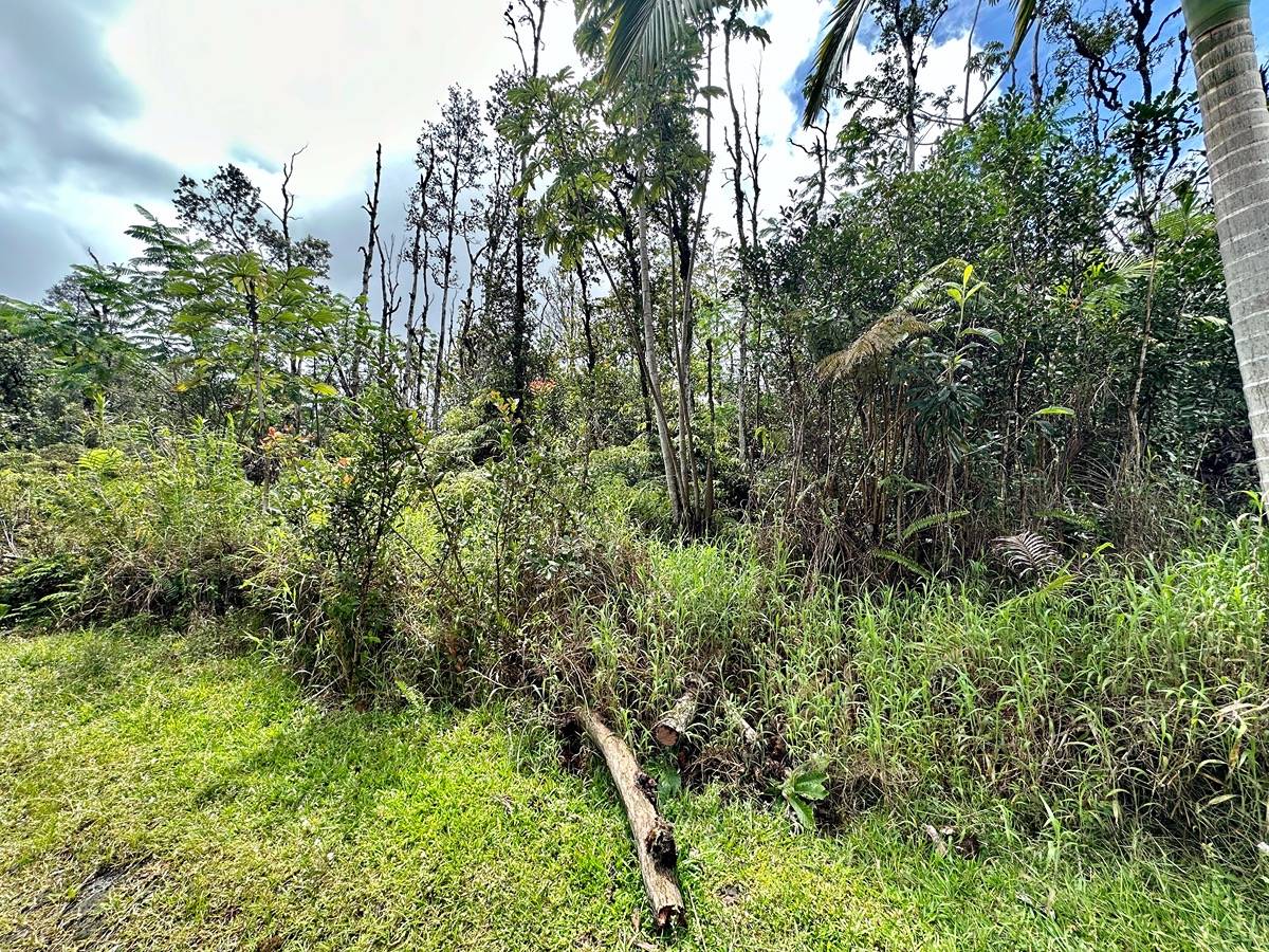 a view of a lush green forest with large trees