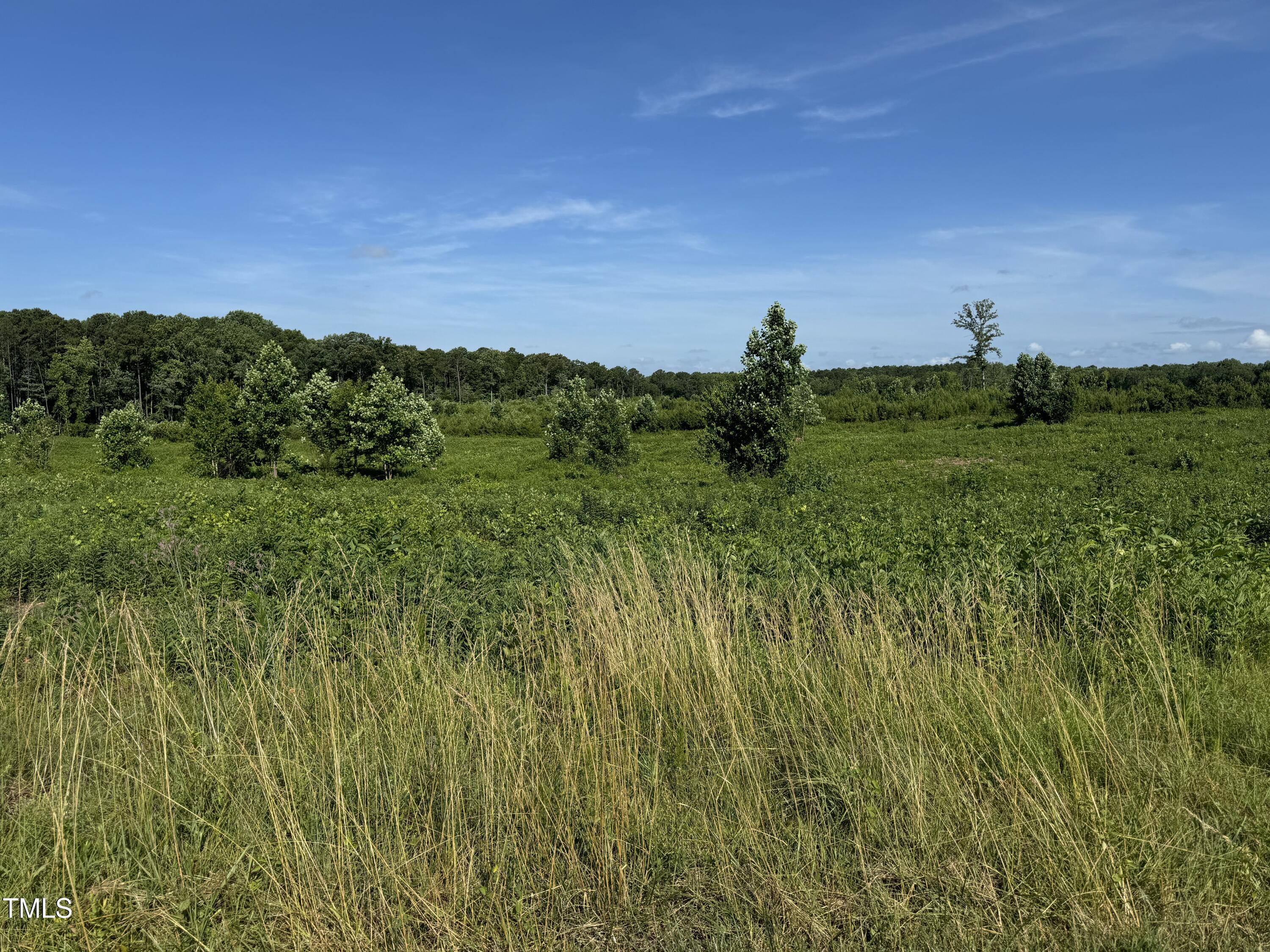 a view of a bunch of trees