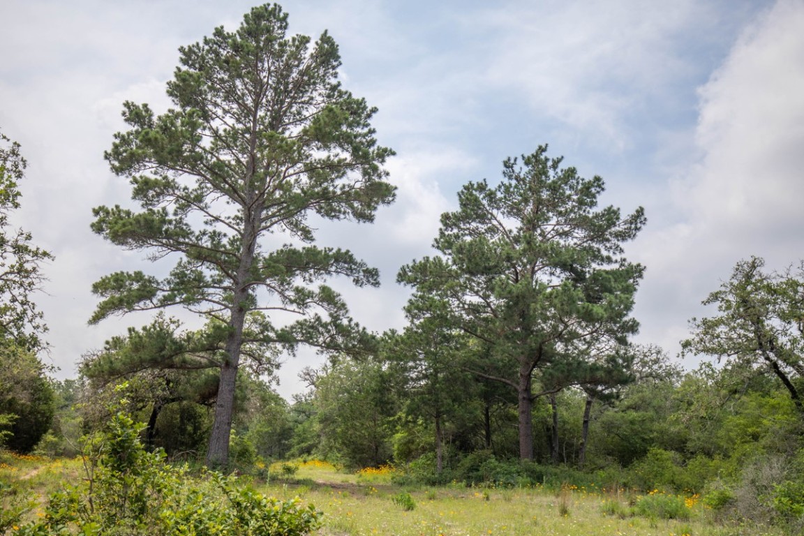 a view of a forest