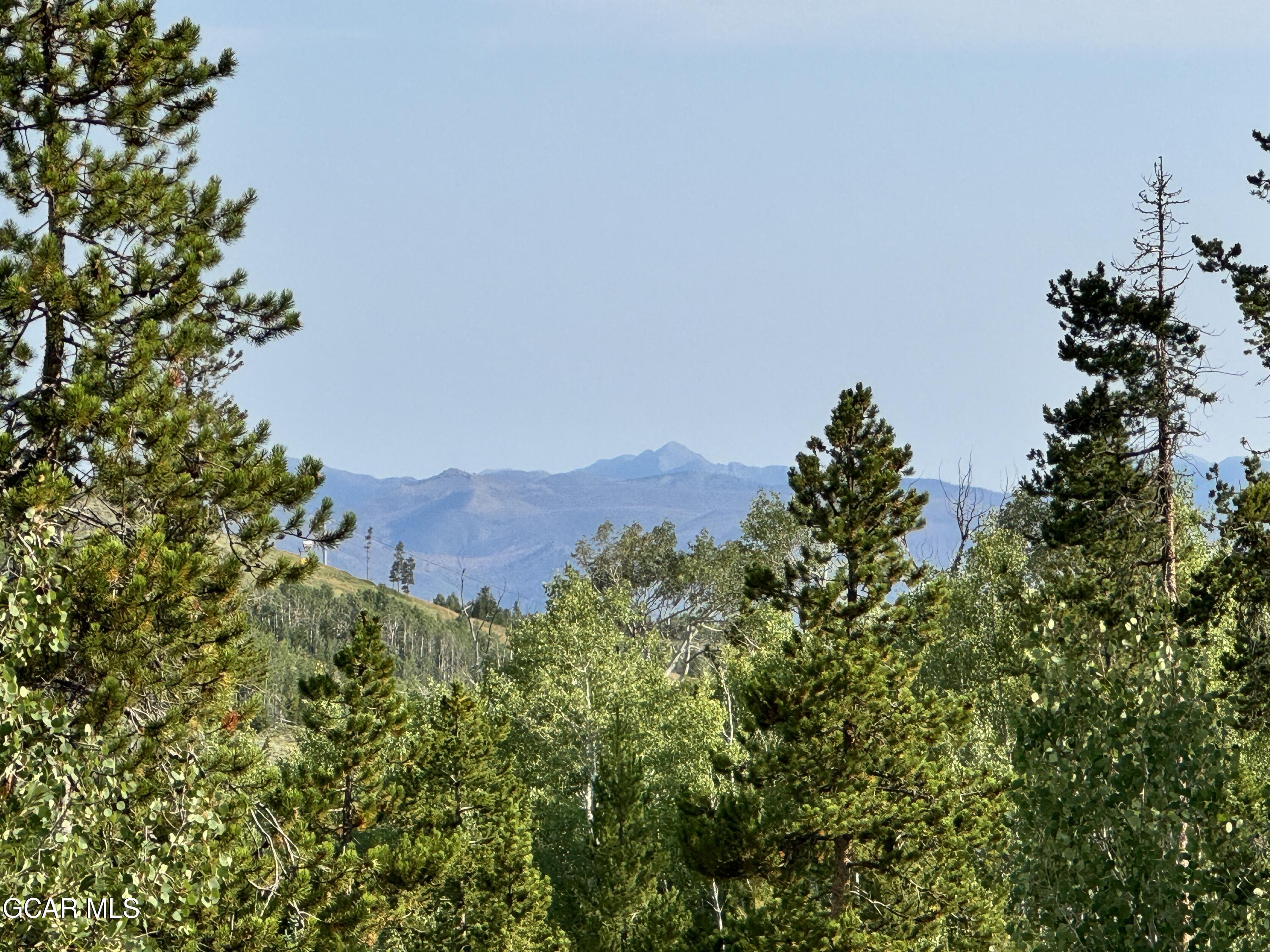 a view of a bunch of trees and bushes