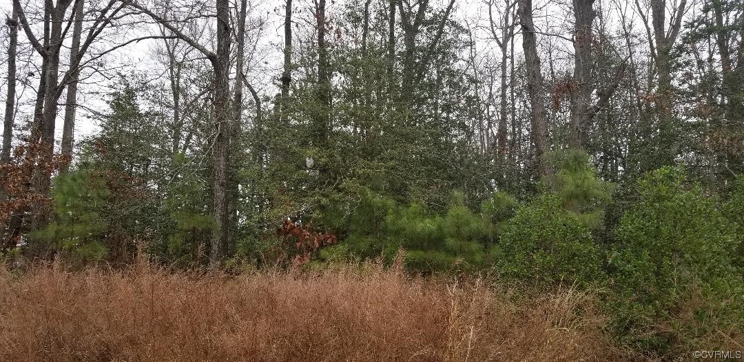 a view of a forest with a house