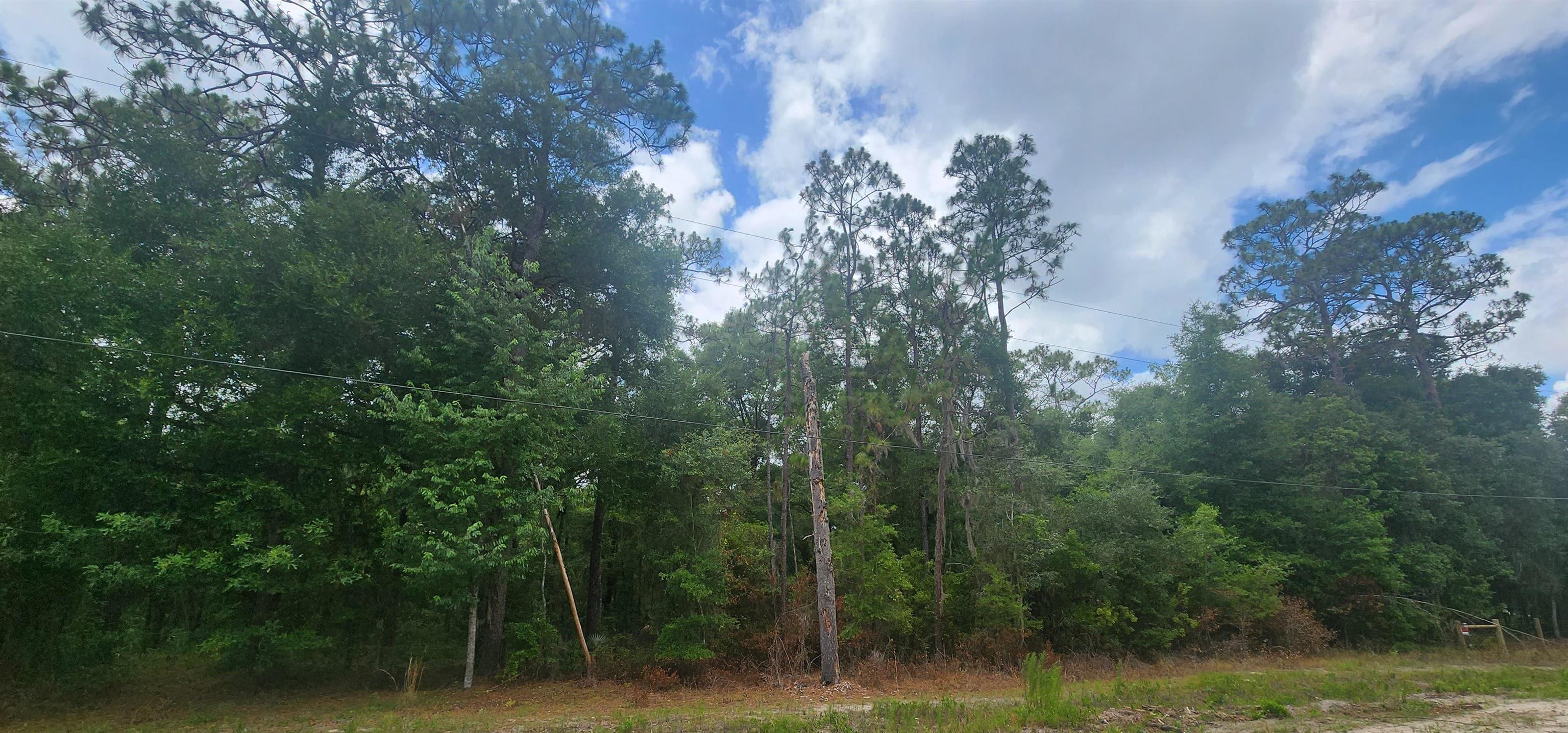 a view of a forest with trees in the background