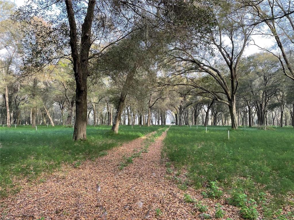 a view of a park with large trees