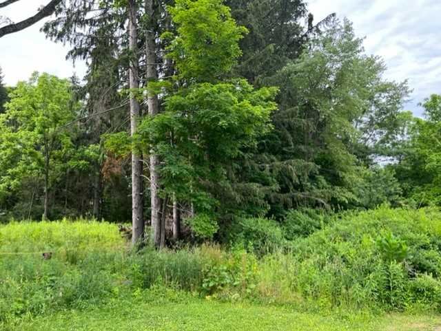 a view of a lush green forest