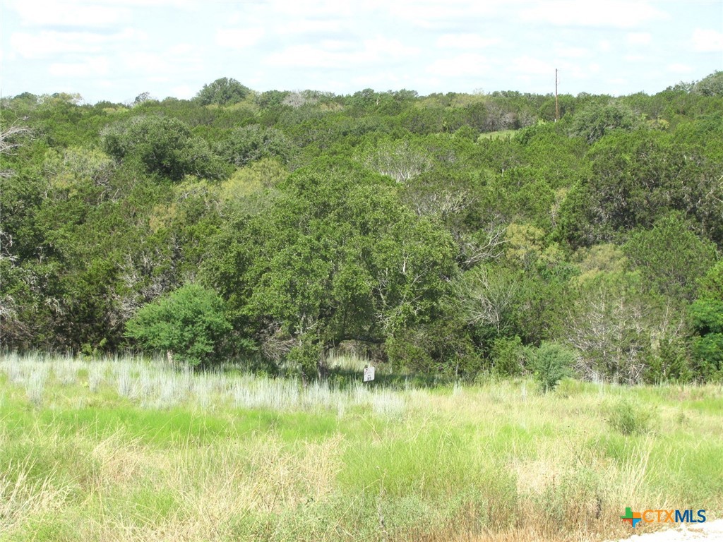 a view of a lush green forest with a lake