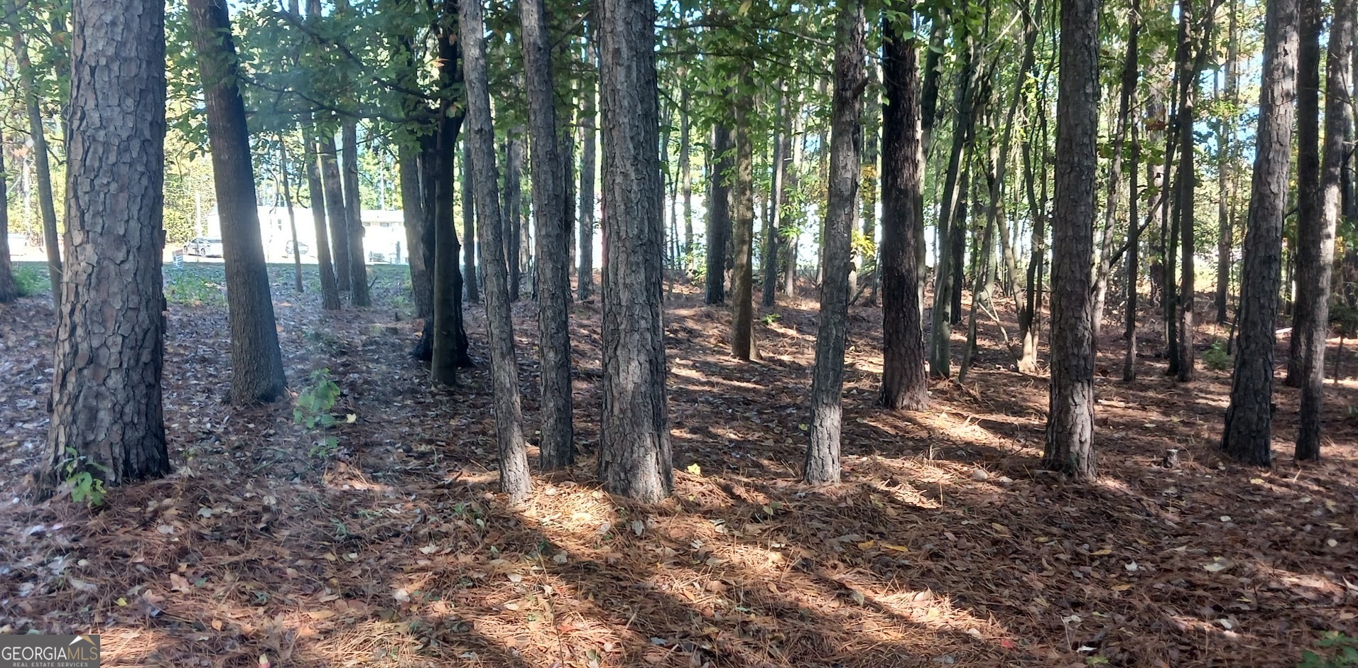 a view of a forest with trees in the background