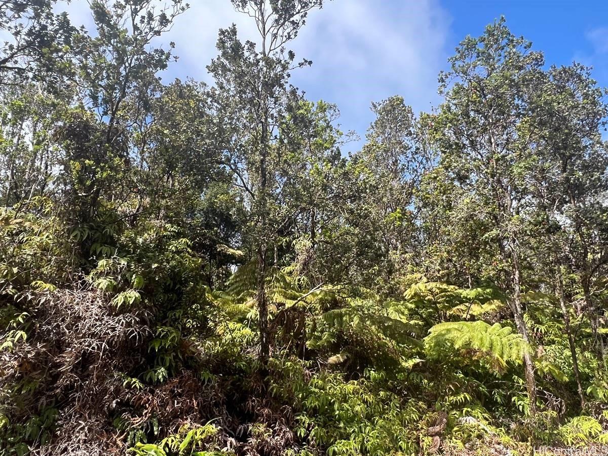 a view of a tree