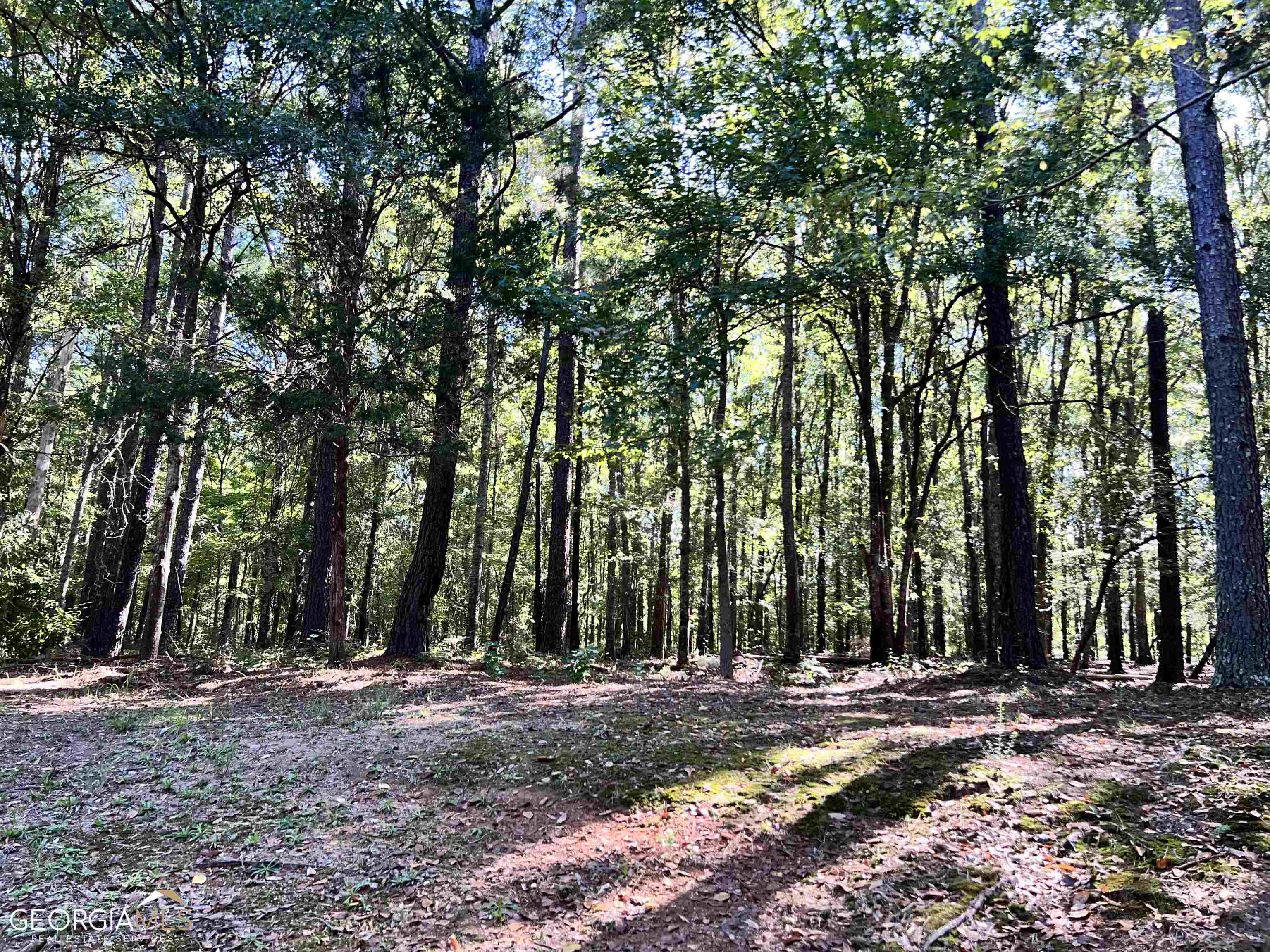 a view of a backyard with large trees