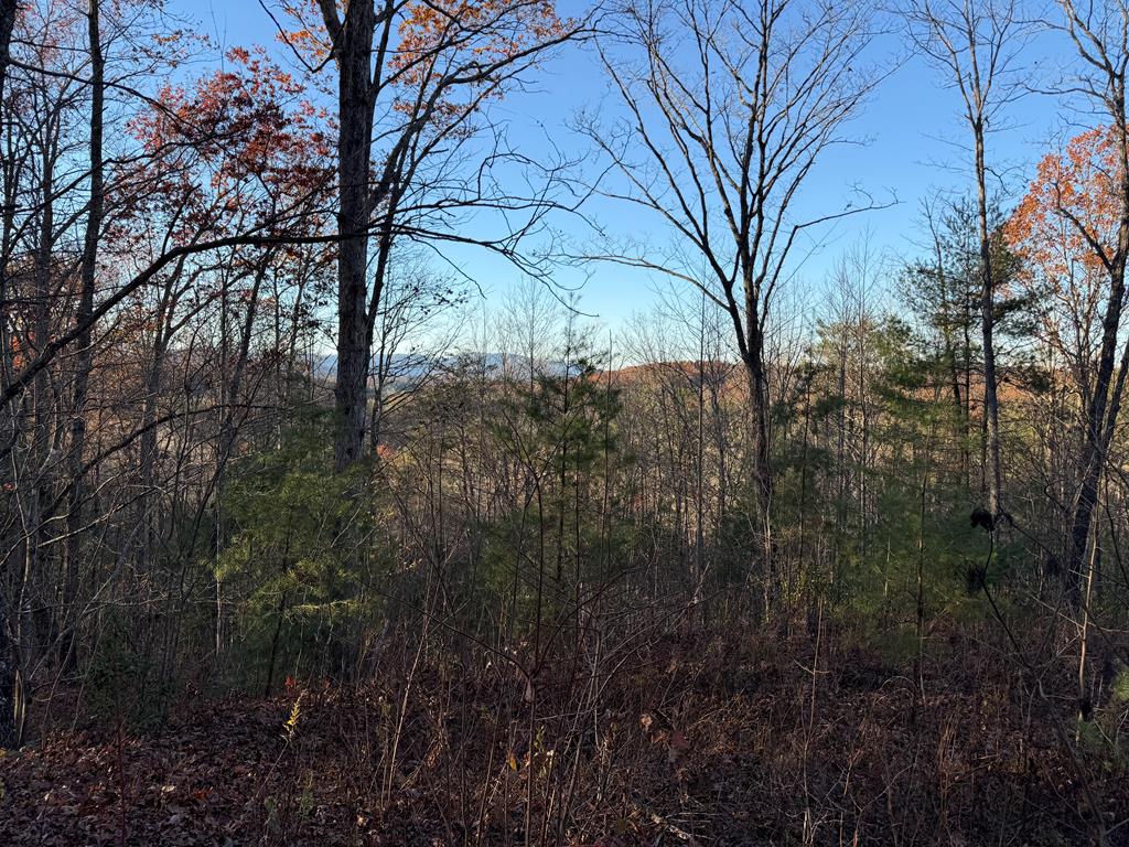 a view of a forest filled with trees