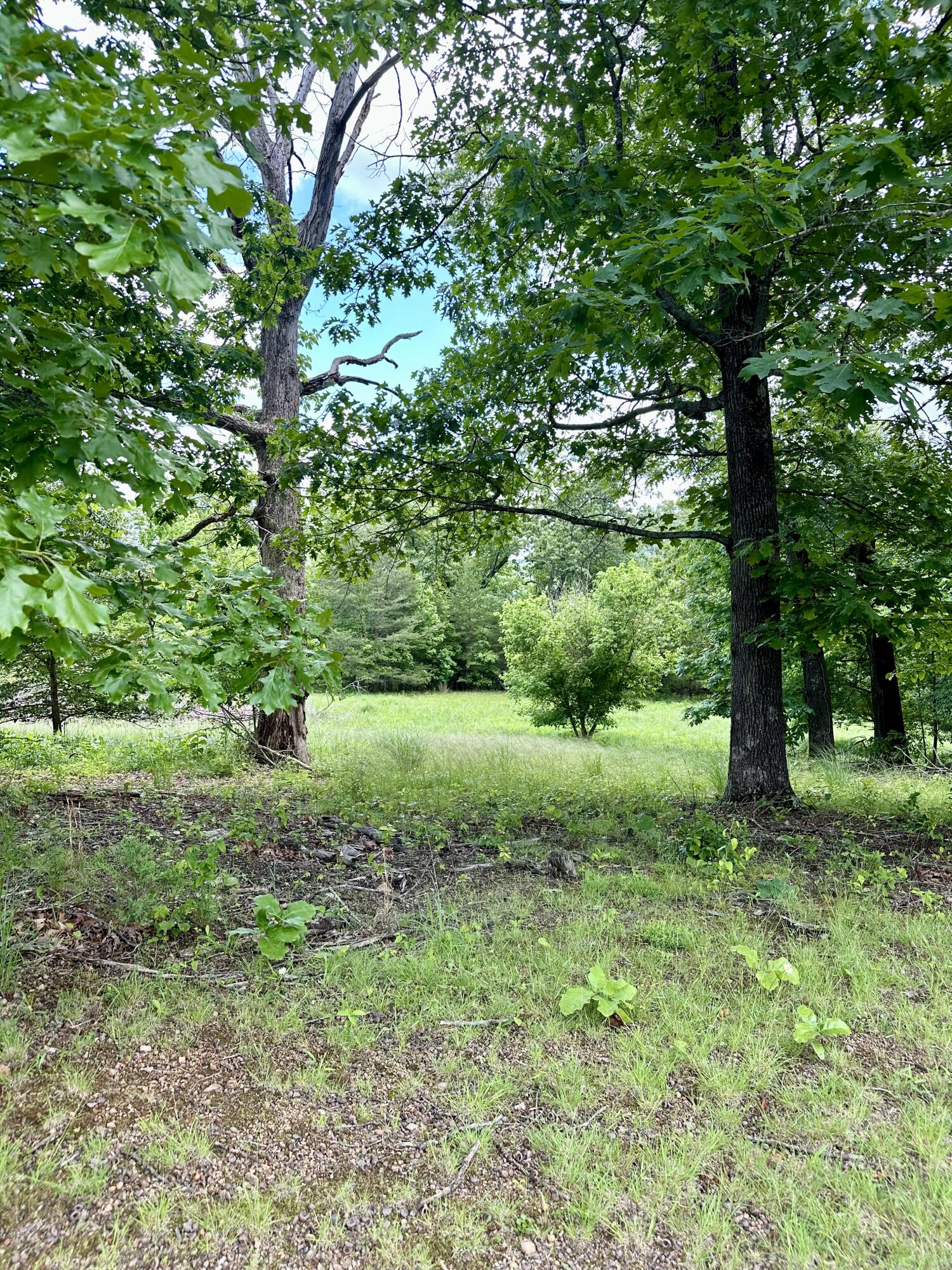 a view of a lush green space