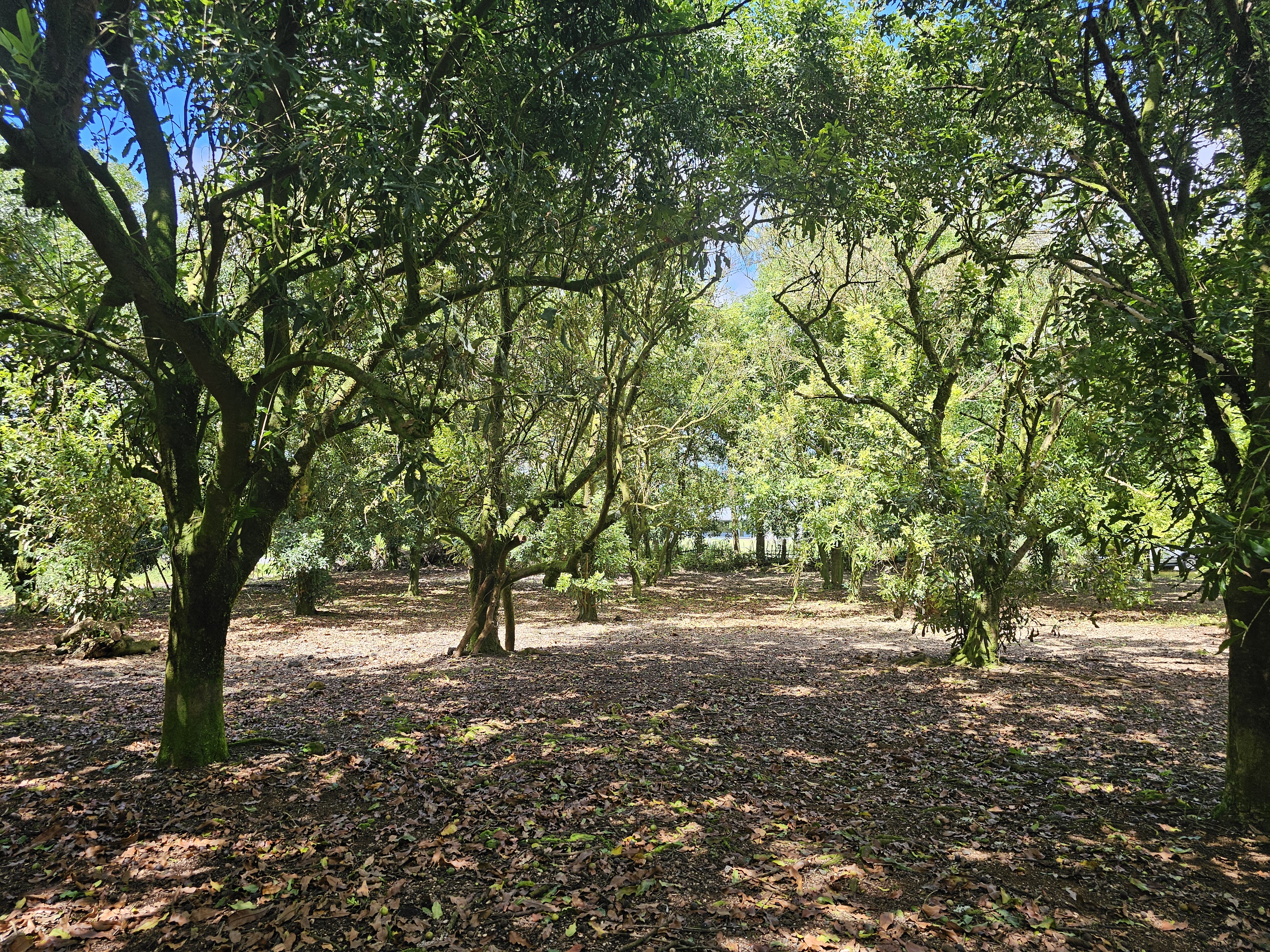 a view of outdoor space with tree