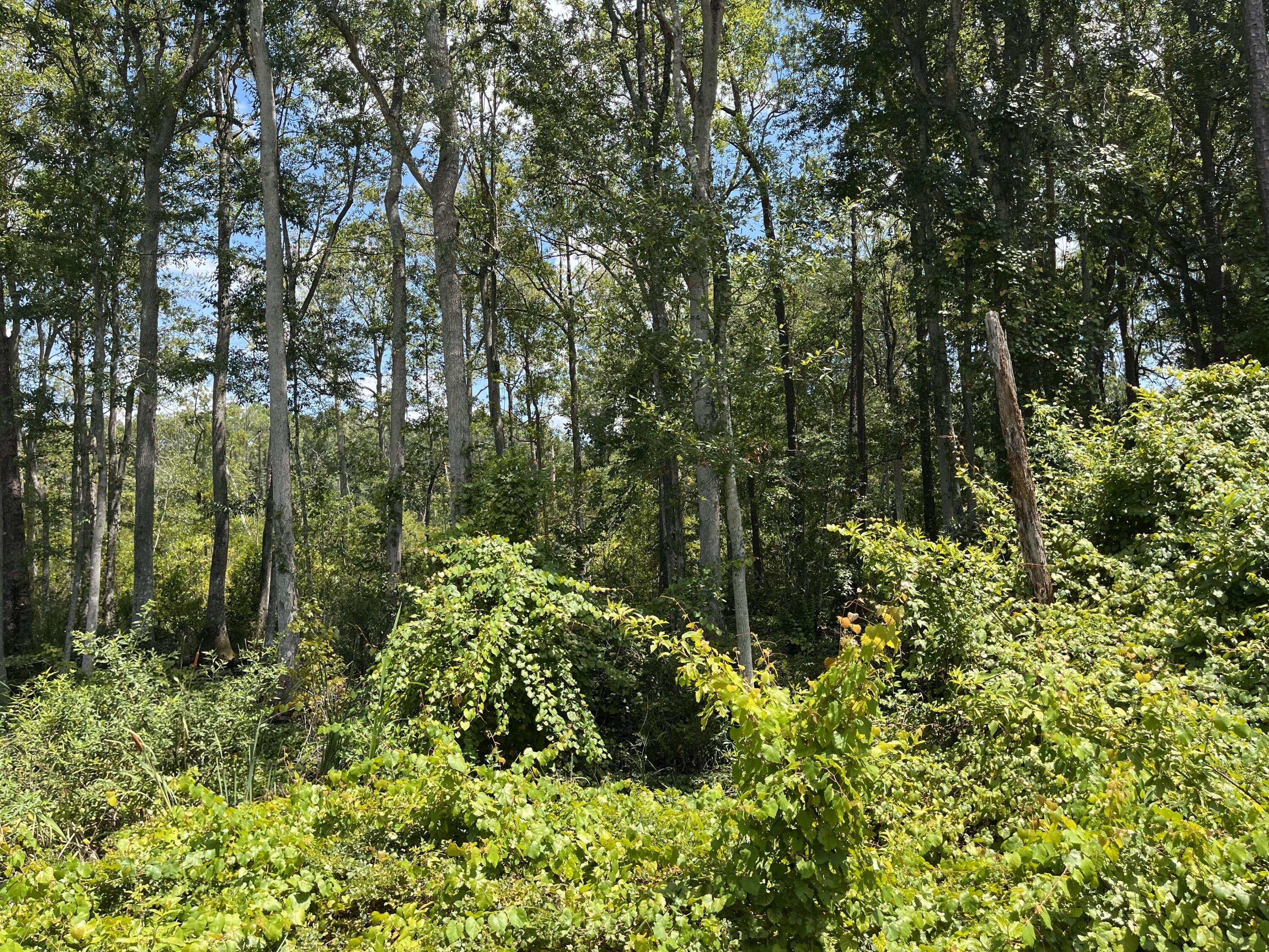 a view of a garden