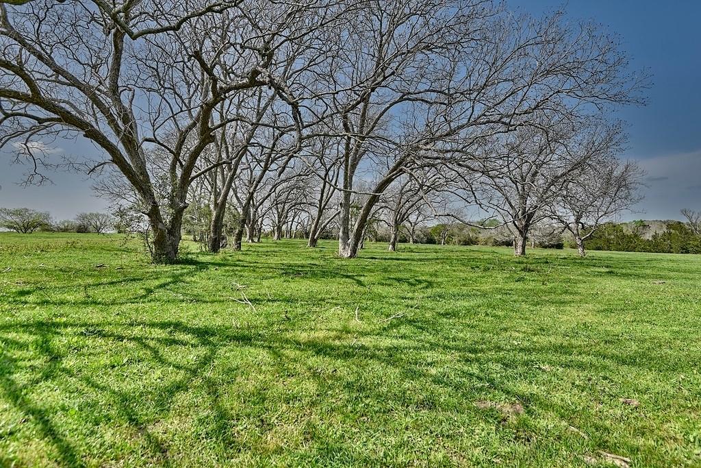 a huge green field with lots of trees