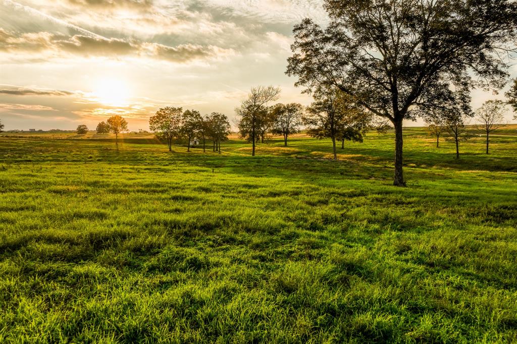 a view of a large trees with lots of trees